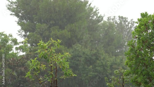 Rain Falling On Trees. Tropical Storm Hilary. El Nino Weather Southern California. photo