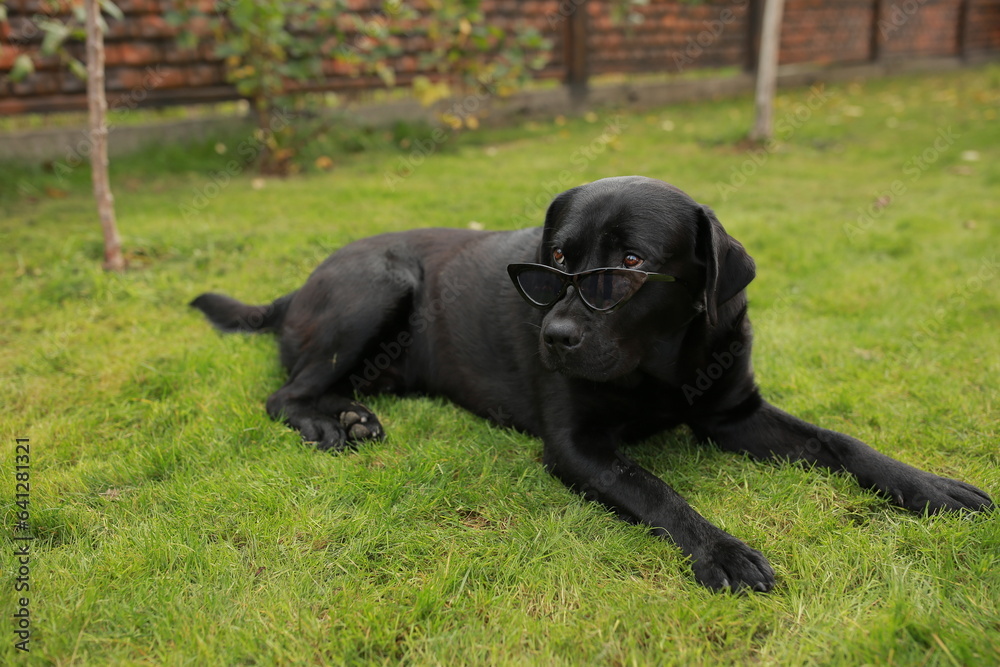 beautiful black labrador dog in black sunglasses lies on green grass beautiful black labrador dog in black sunglasses lies on green grass