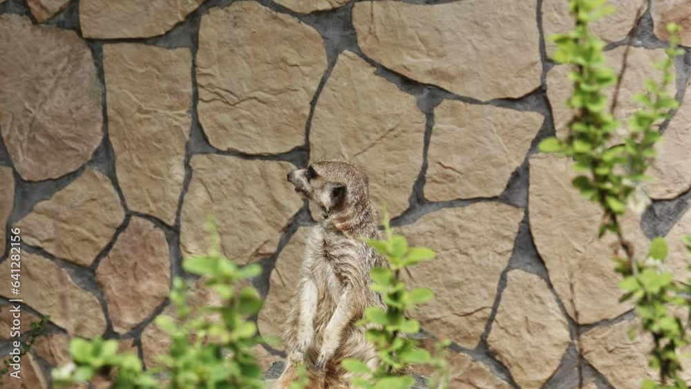Close Up Portrait Of A Cute Meerkat Looking at the sky. static Close Up Portrait Of A Cute Meerkat Looking at the sky. static