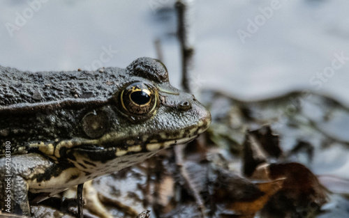 frog, amphibian, toad, animal, nature, wildlife, green, macro, eye, brown, reptile, water, animals, grass, closeup, frogs, small, wild, spring, common, close-up, eyes, pond
