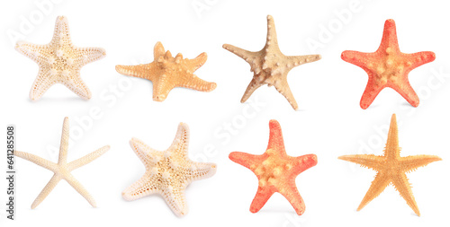 Set with sea stars isolated on white