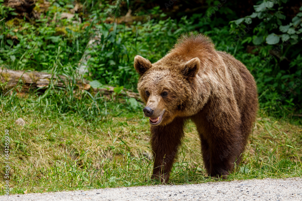 European Brown Bear in the Carpathians of Romania