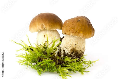 boletus edulis mushrooms on moos - white background