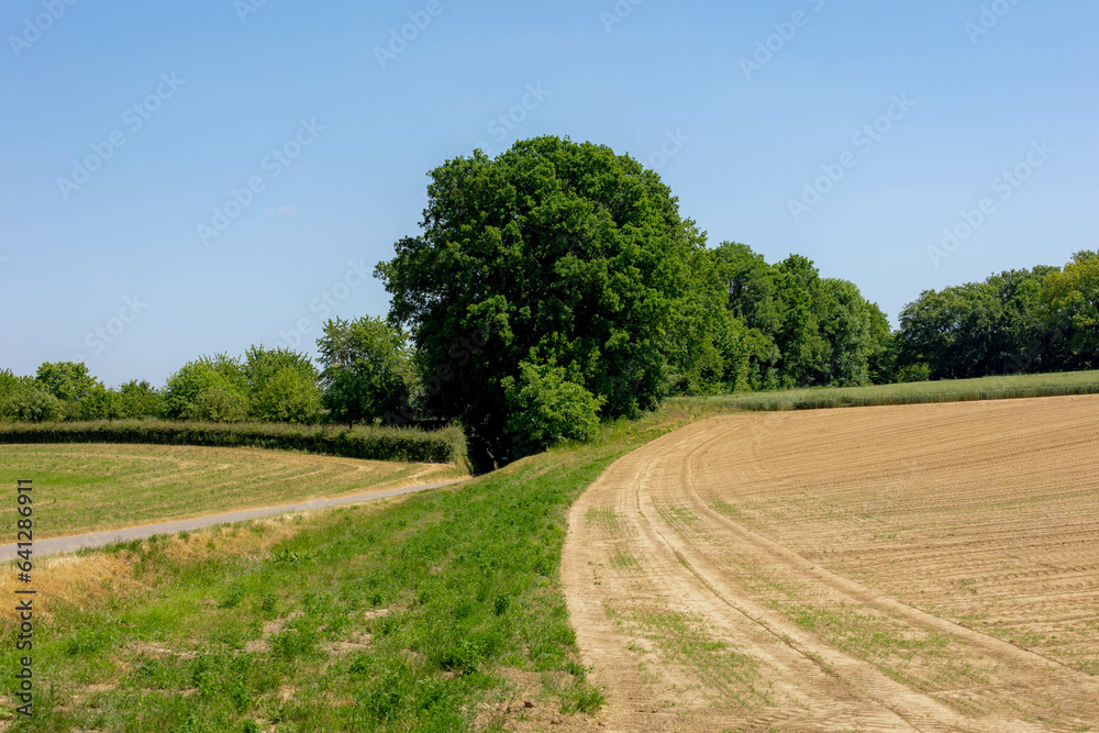 Summer landscape, The terrain of hilly countryside in Zuid-Limburg, Farmland with green vegetables corn or maize and potatoes on the hillside, Small villages in Dutch province of Limburg, Netherlands. Summer landscape, The terrain of hilly countryside in Zuid-Limburg, Farmland with green vegetables corn or maize and potatoes on the hillside, Small villages in Dutch province of Limburg, Netherlands.