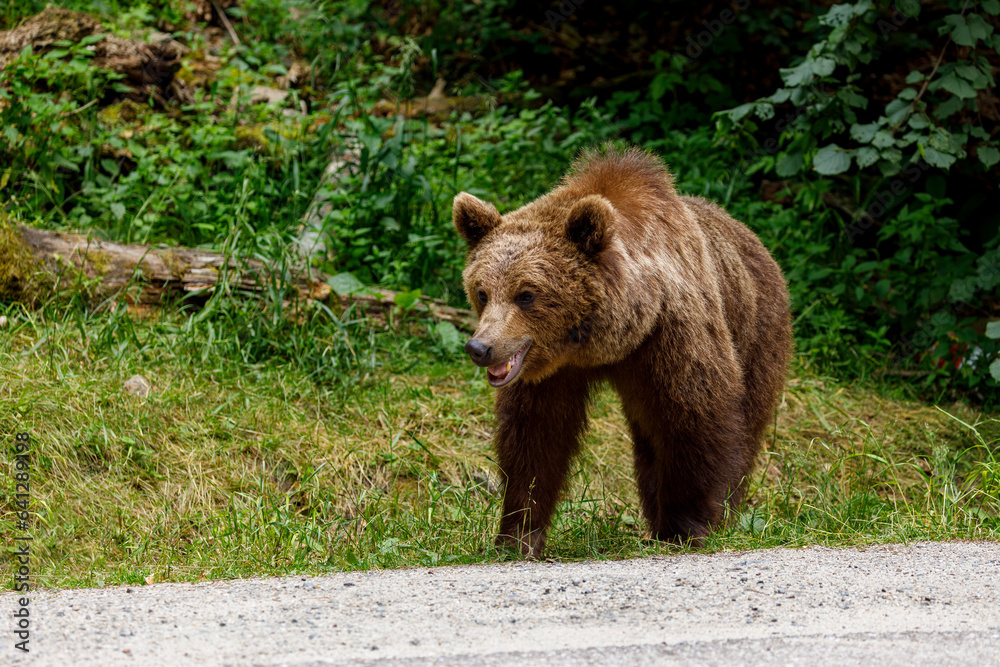 European Brown Bear in the Carpathians of Romania