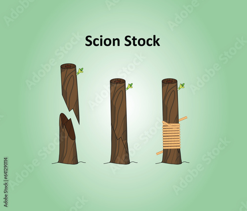 Biology Bud Grafting Illustration