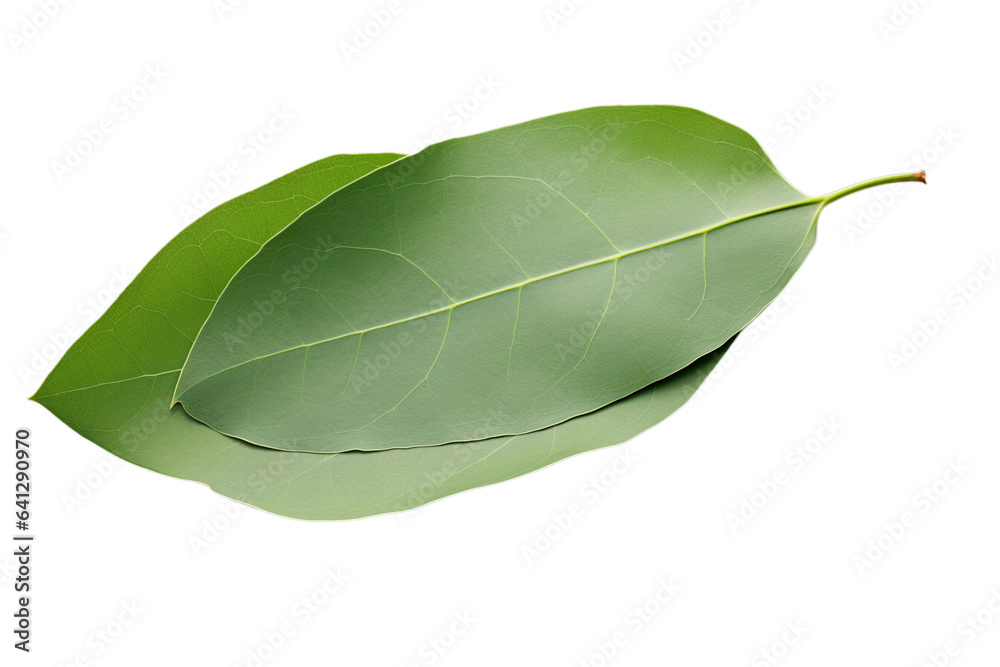 Fototapeta premium Bay leaves isolated on transparent background PNG
