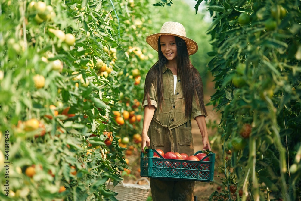 Obraz premium Vegetables in plastic box. Little girl is in the garden with tomatoes