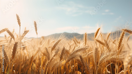 Endless golden fields of wheat swaying in the breeze