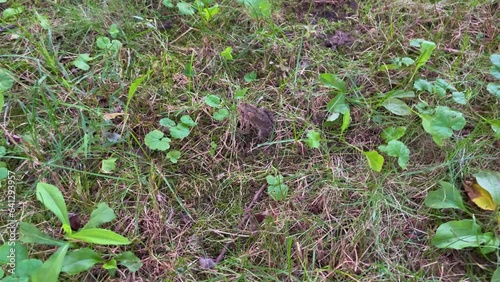 Little frog in the grass photo