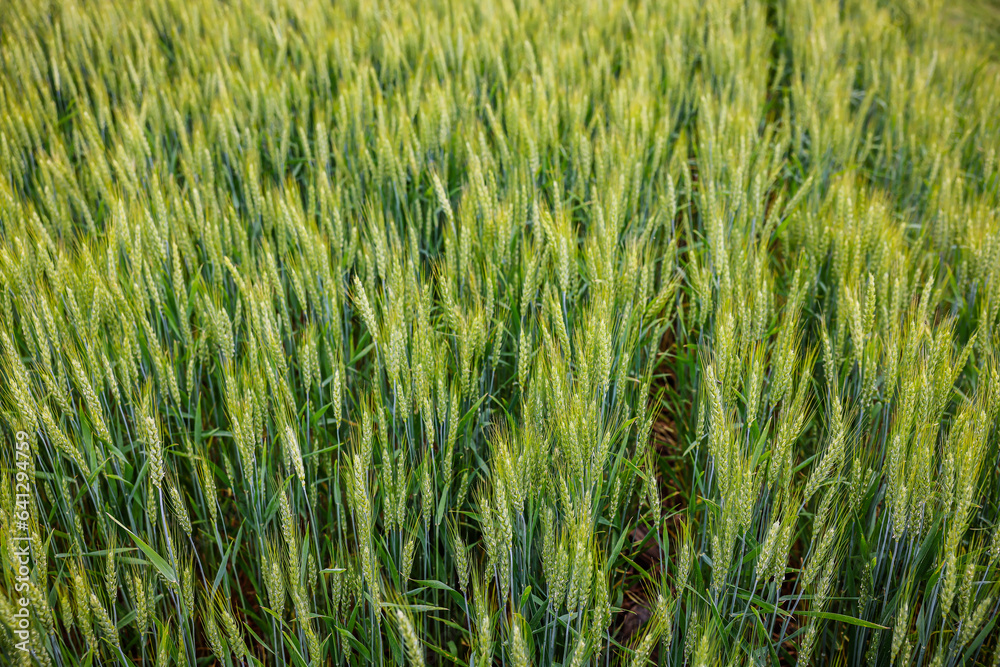 green wheat field green wheat field