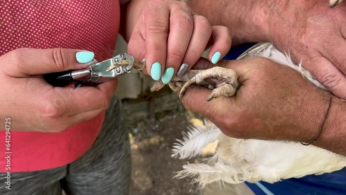 Cut a chicken's claw. Close-up. photo