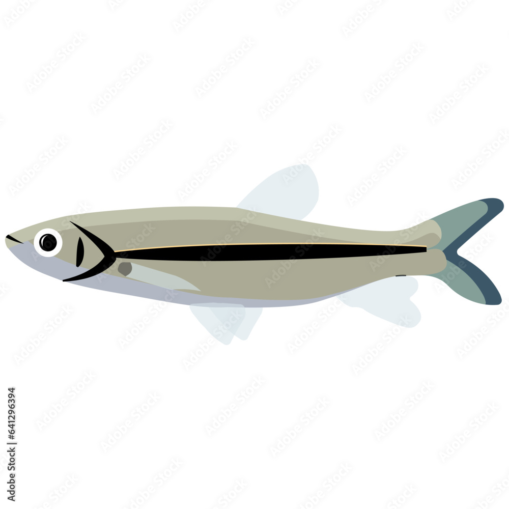Illustration vector graphic of cyprinidae fish on isolated white background. Perfect for children book cover, children coloring book, children education book, etc. Illustration vector graphic of cyprinidae fish on isolated white background. Perfect for children book cover, children coloring book, children education book, etc.