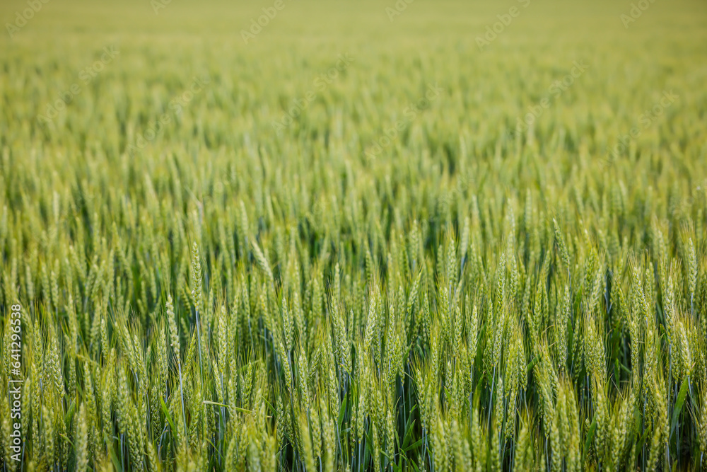 green wheat field green wheat field