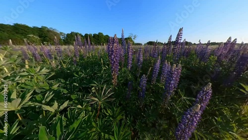 Tall Violet Lupine Bluebonnet Flowers Next To Agriculture Field Illuminated By Sunrise. Wide Angle Fly Over Tilt-Down Shot photo