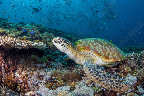 Green Sea Turtle Raja Ampat Indonesia