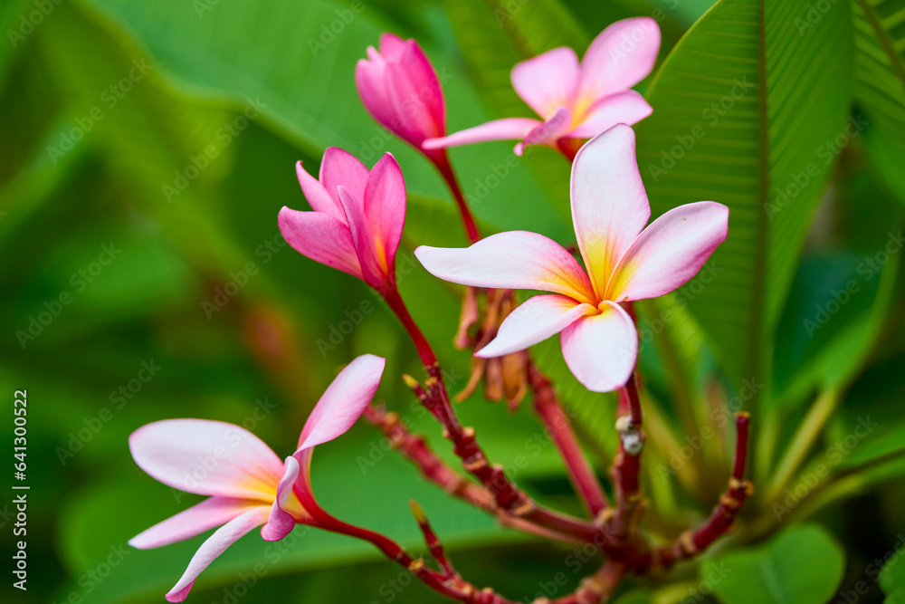 landscape with exotic flower on blurred background