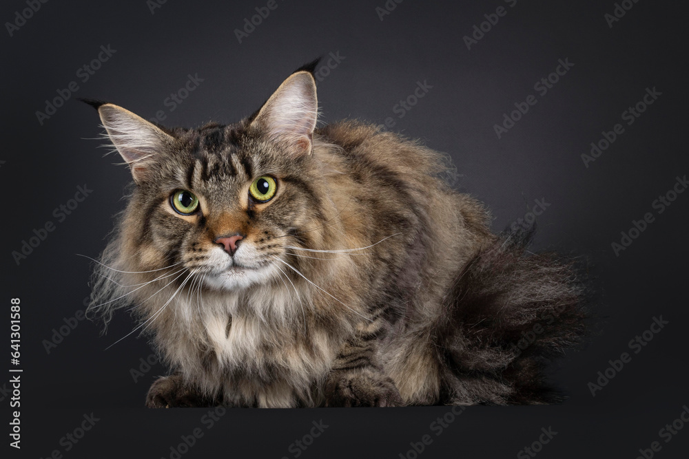 Handsome adult Maine Coon cat, laying down side ways. Looking towards camera. Isolated on a black background.