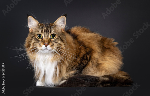 Pretty adult Maine Coon cat, laying down side ways. Looking towards camera. Isolated on a black background.
