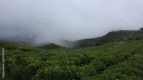 a tea garden shrouded in mist