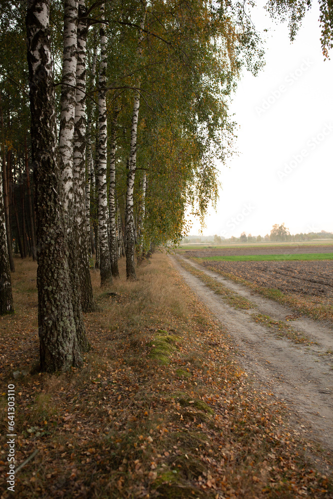 Obraz premium autumn birch forest. autumn atmosphere in the forest near the field
