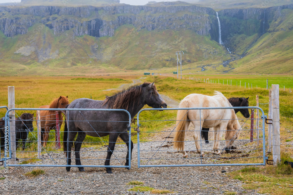 Horses at the meadows of Iceland