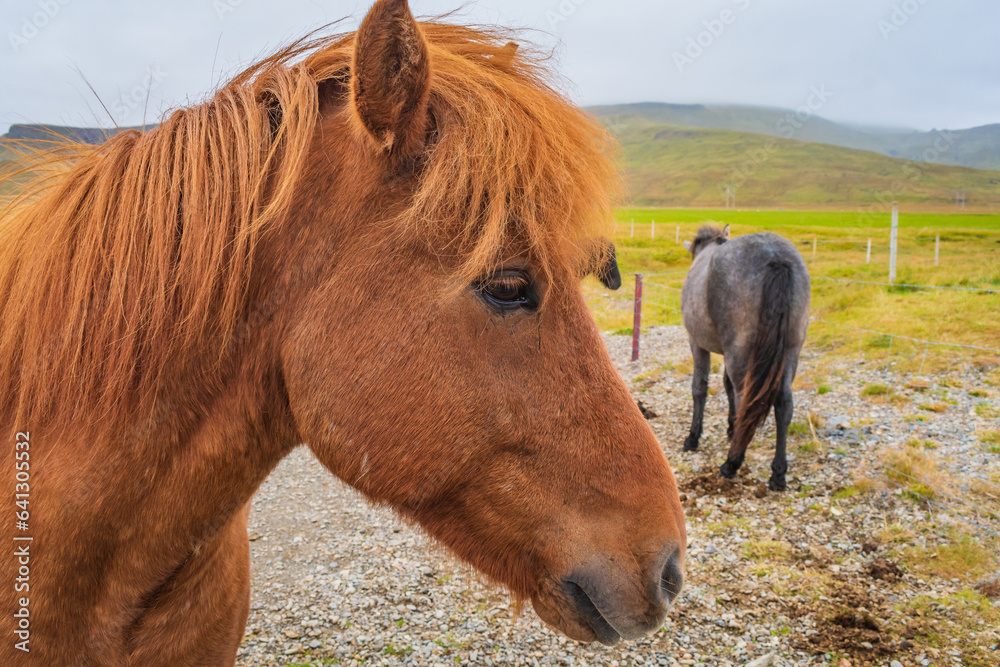 Horses at the meadows of Iceland