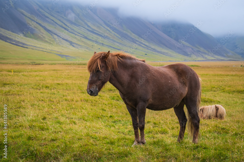 Horses at the meadows of Iceland