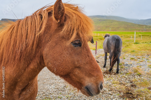 Obraz na płótnie Horses at the meadows of Iceland w salonie