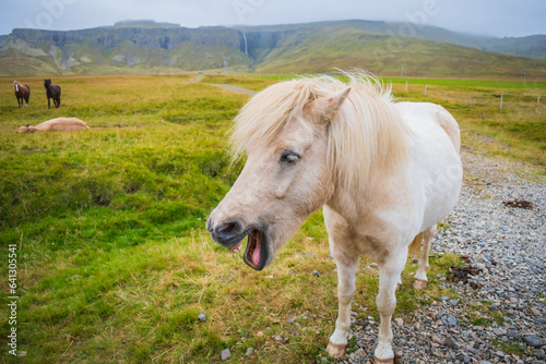 Horses at the meadows of Iceland