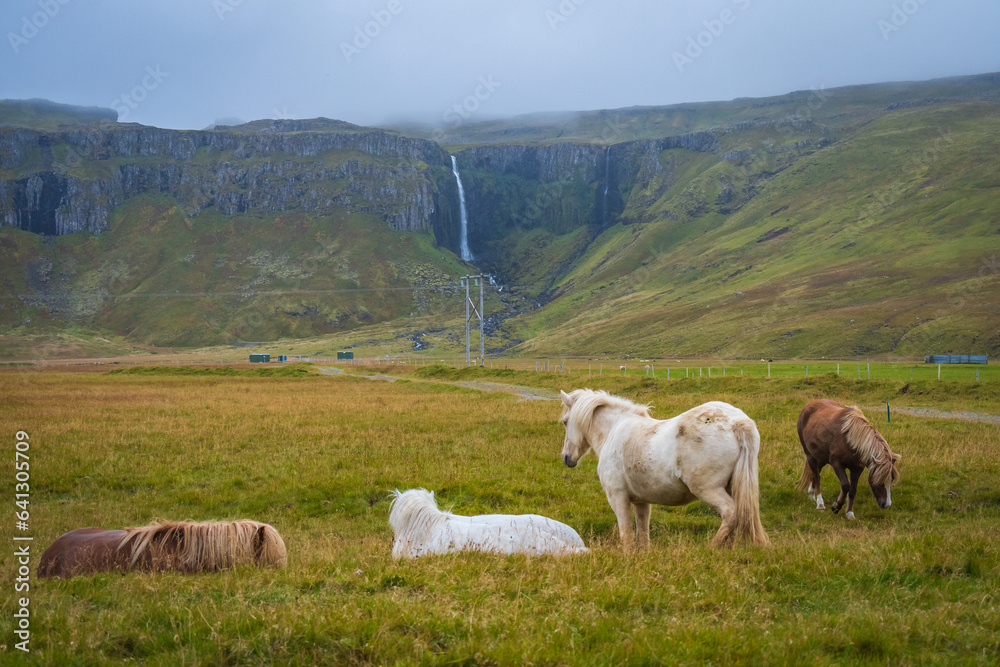 Horses at the meadows of Iceland