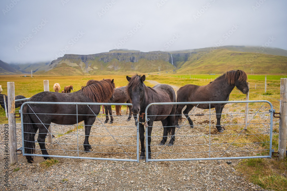 Horses at the meadows of Iceland