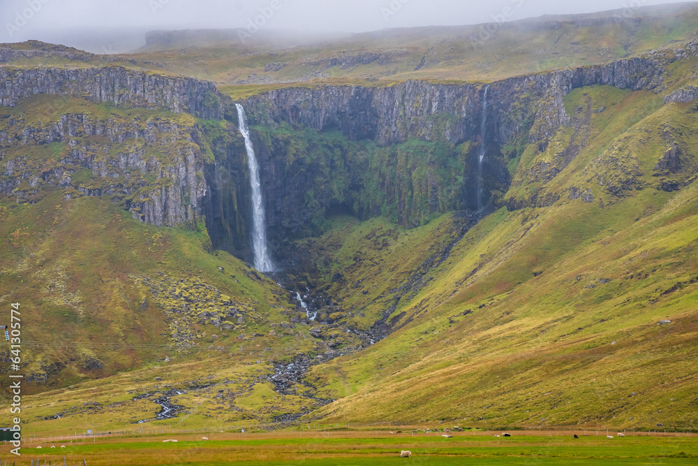 Horses at the meadows of Iceland