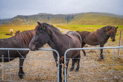 Obraz na płótnie Horses at the meadows of Iceland w salonie