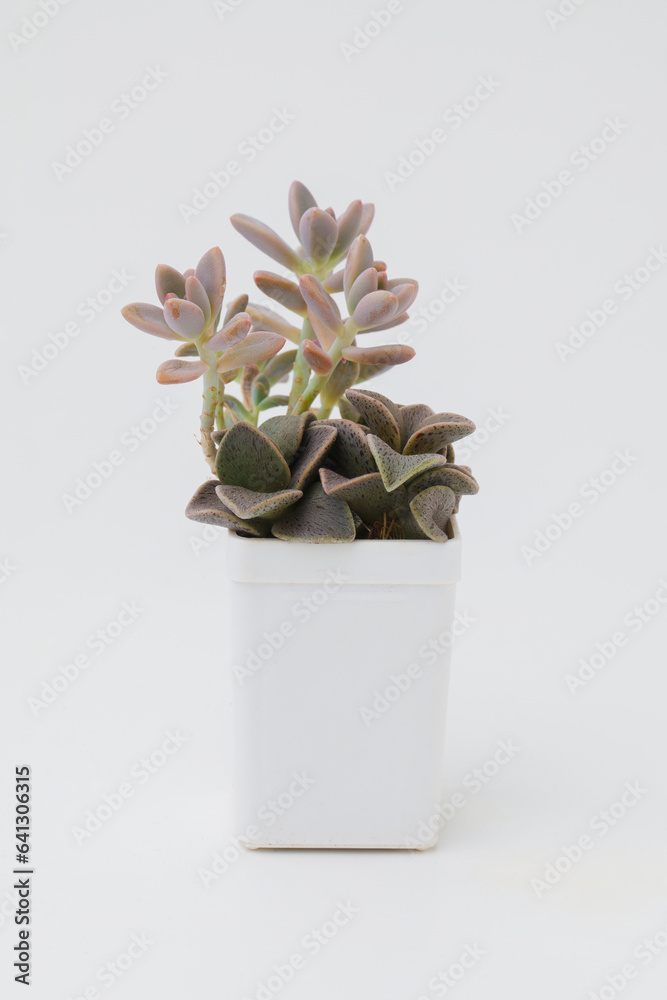 Graptosedum francesco baldi and lenophyllum guttatum in white pot on white background Graptosedum francesco baldi and lenophyllum guttatum in white pot on white background