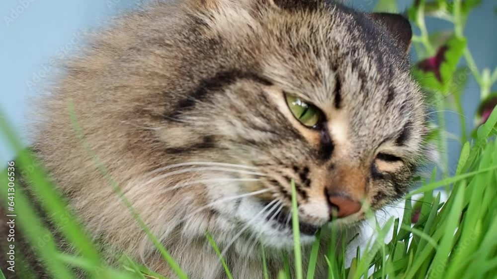 Domestic grey siberian cat eats green homemade grass 