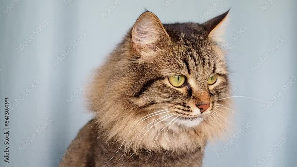 Fluffy brown domestic siberian cat licking on blue background Fluffy brown domestic siberian cat licking on blue background