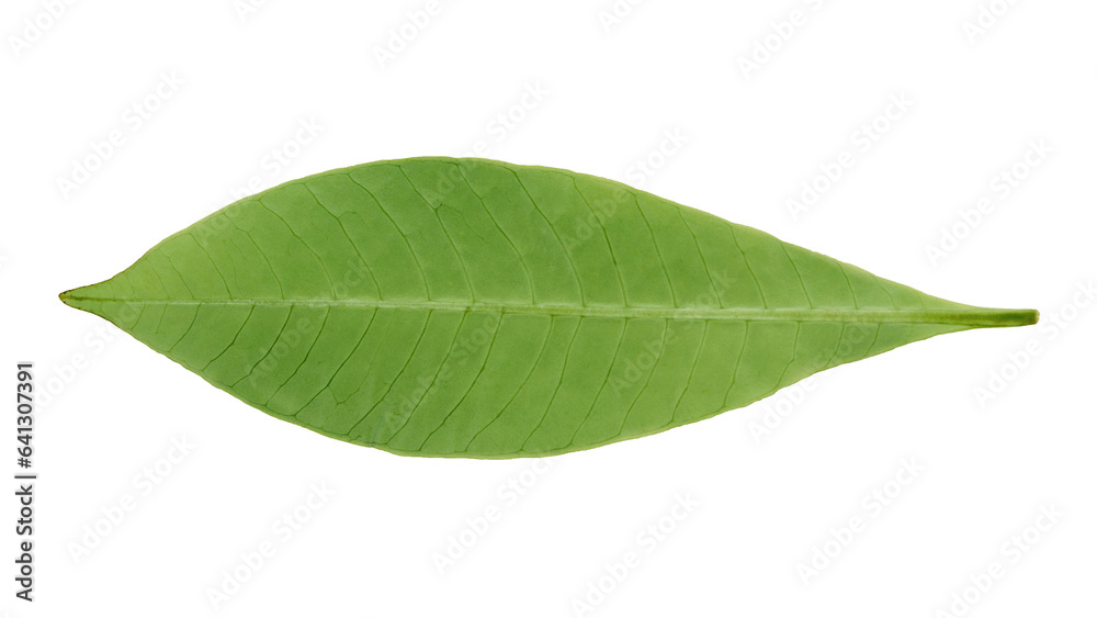Obraz premium green leaf on white