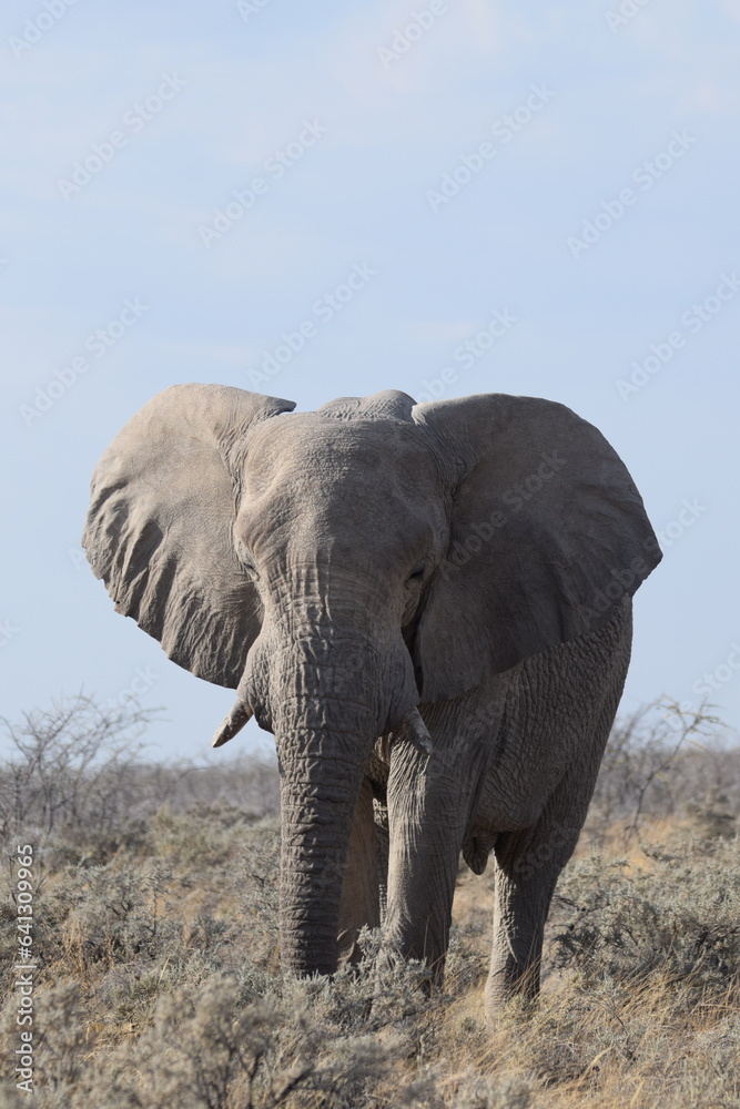 Bull Elephant on Safari Bull Elephant on Safari