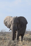 Bull Elephant on Safari