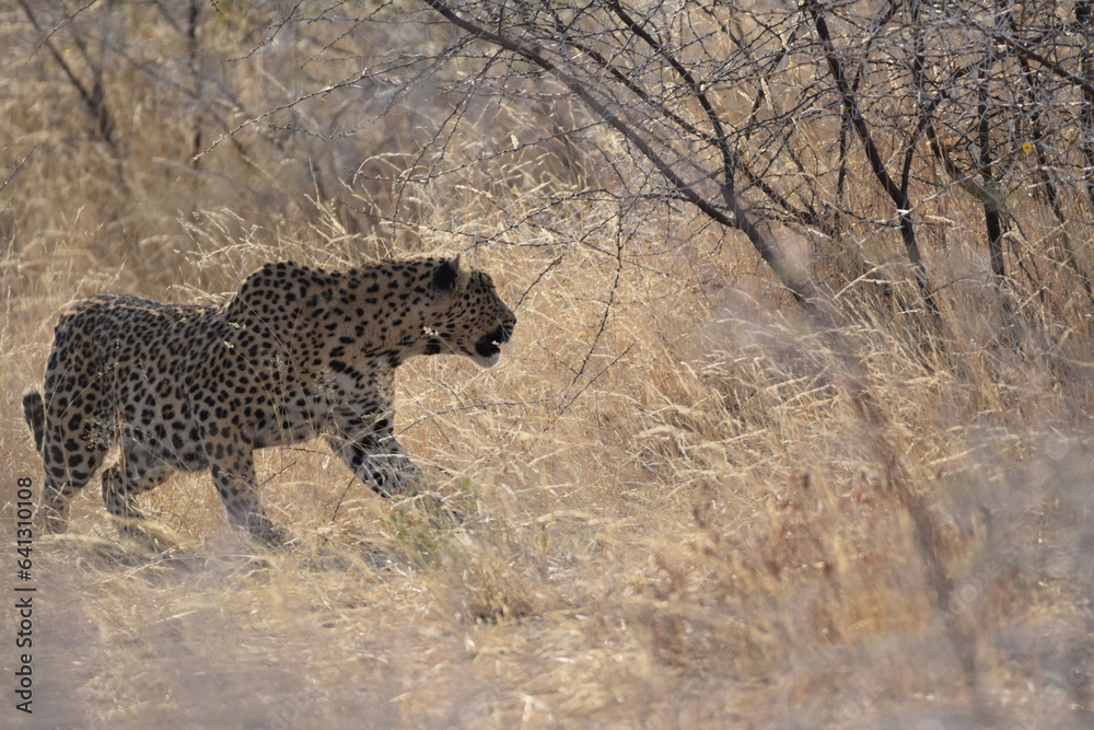 Obraz premium Stalking Leopard