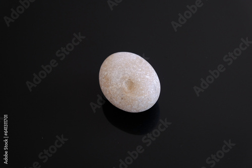 Seashell fossil on stone with black background