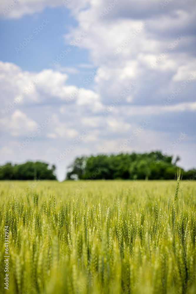 Fototapeta premium green wheat field