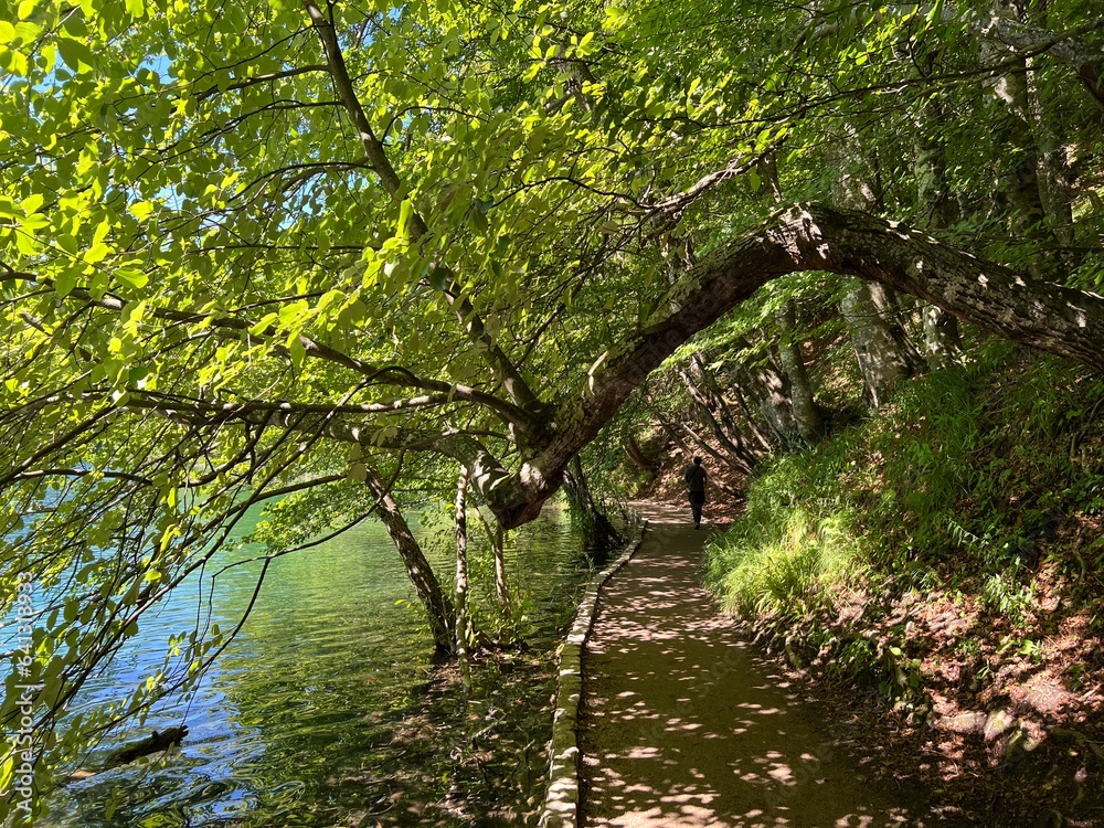 Fototapeta premium Wooden paths and walkways along the lakes and through the forest in the Plitvice Lakes National Park - Plitvica, Croatia (Drvene staze i šetnice u Nacionalnom parku Plitvička jezera - Hrvatska)