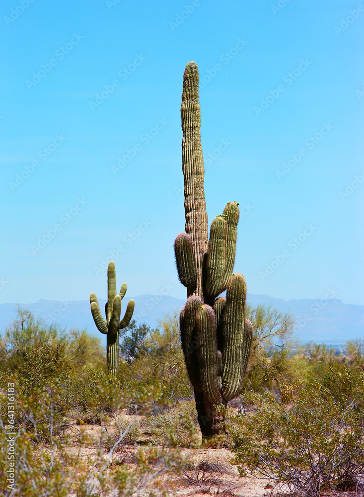 Film Image Sonora Desert Arizona