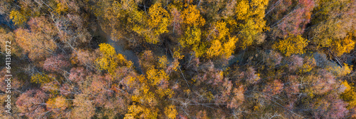 Top view of the autumn forest. Multicolored crowns of trees. River channel in the floodplain forest. Beautiful panoramic aerial landscape. Natural background. Wide panorama. Great for design.
