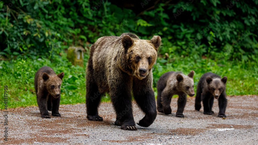 European Brown Bear in the Carpathians of Romania European Brown Bear in the Carpathians of Romania