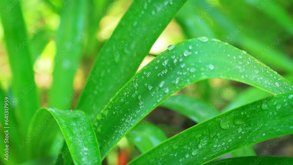 Juicy lush green grass leaves with drops of water dew droplets in the wind in morning light in spring summer outdoors close-up macro. Purity and freshness of nature concept background, copy space. Juicy lush green grass leaves with drops of water dew droplets in the wind in morning light in spring summer outdoors close-up macro. Purity and freshness of nature concept background, copy space.