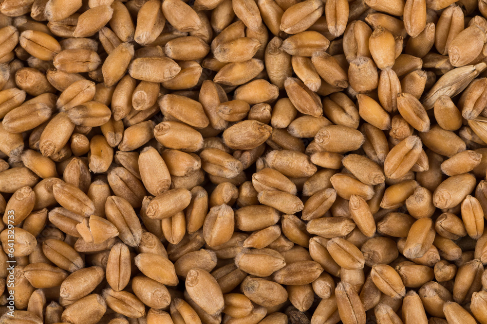 whole background of wheat grain whole background of wheat grain