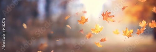Autumn maple leaves on sunny blurred trees. Fall forest background. Banner
